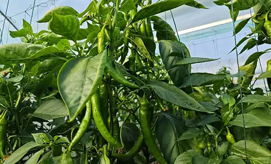 Boosting Yield in Poor Soils with Peptide Fertilizers